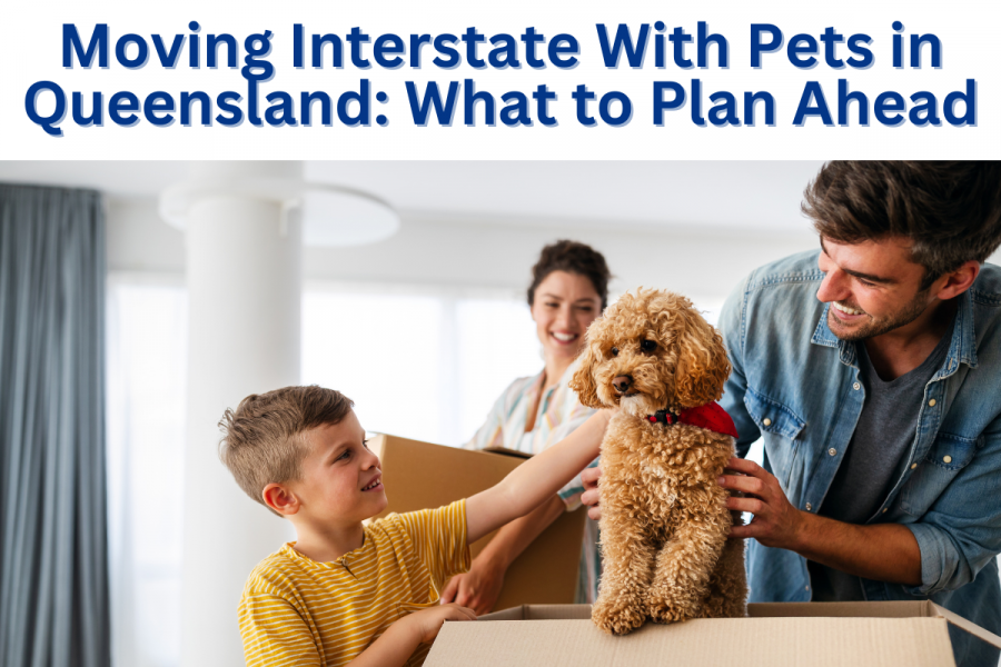 Moving Interstate With Pets in Queensland What to Plan Ahead | A&R Removals Moving Interstate With Pets in Queensland What to Plan Ahead | A&R Removals